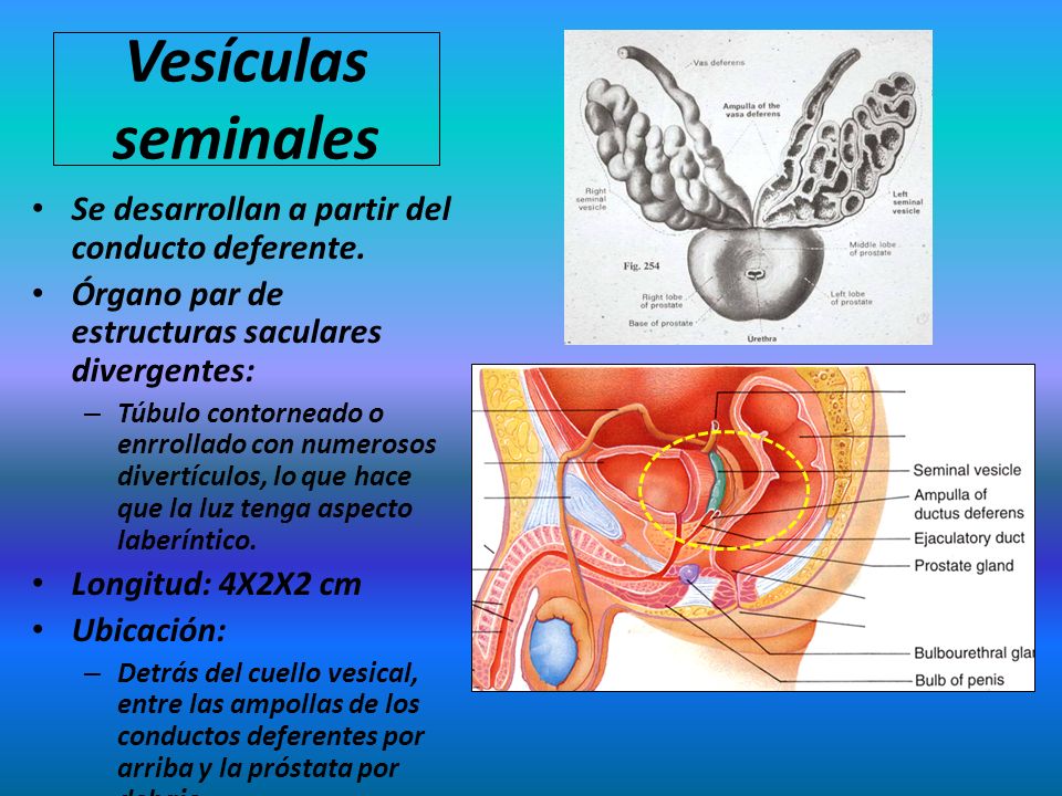 funciones de las vesículas seminales y la próstata funciones de las vesículas seminales y la próstata